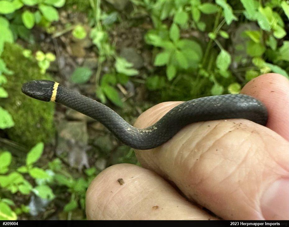 Northern Ring-necked Snake