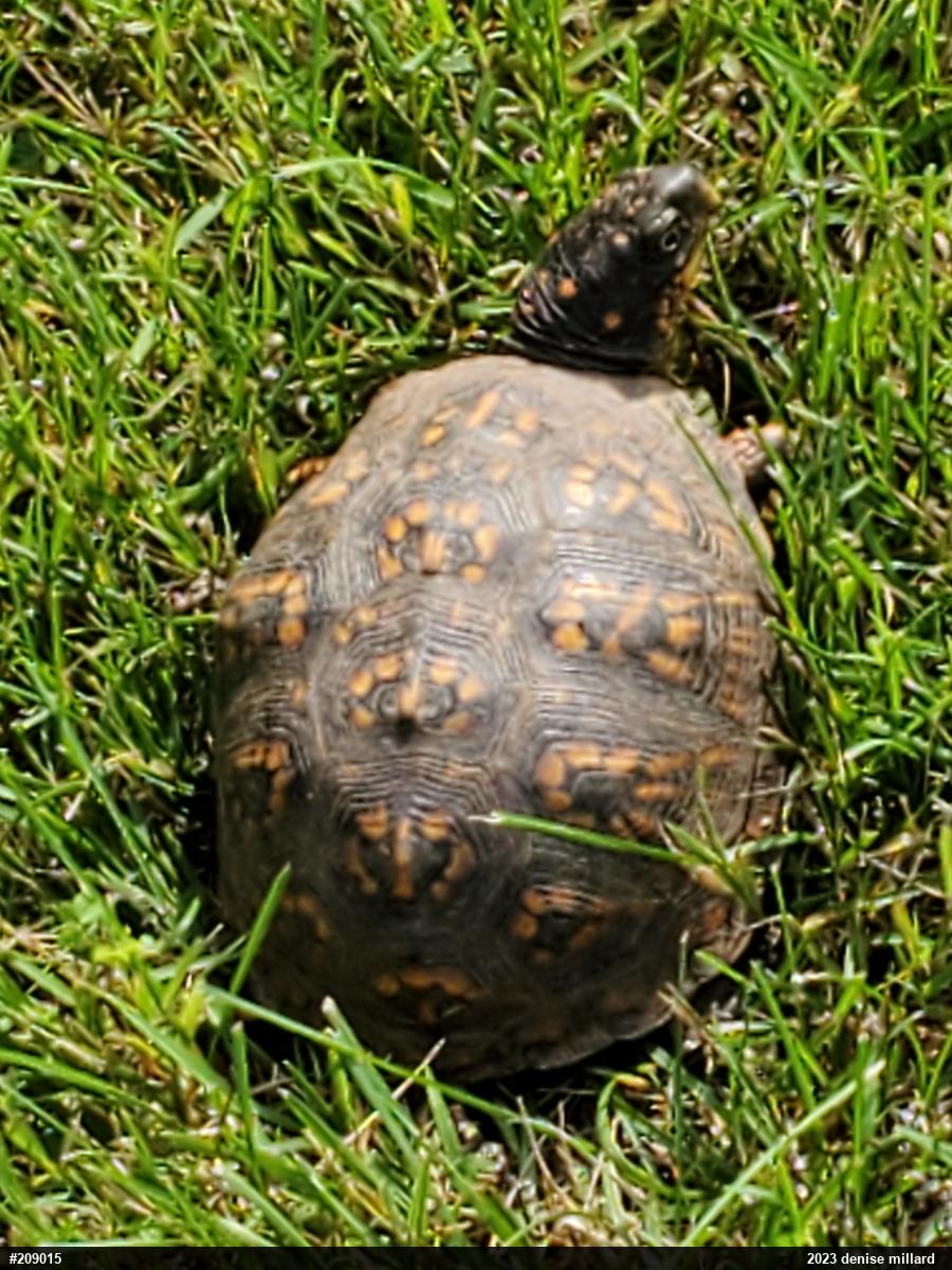 Eastern Box Turtle