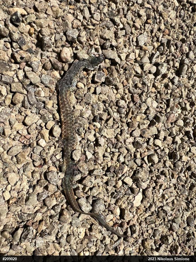 Eastern Gartersnake