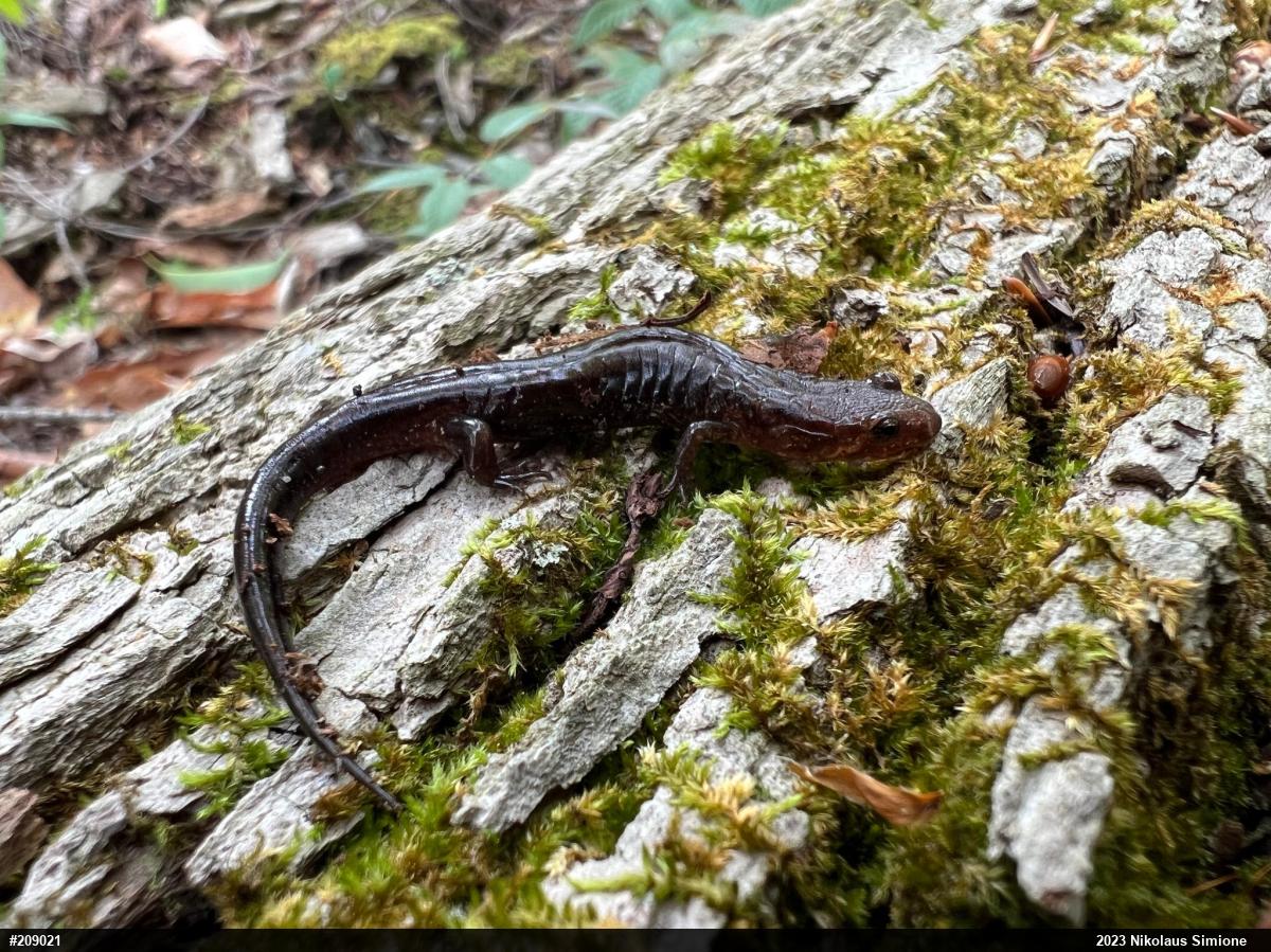 Allegheny Mountain Dusky Salamander