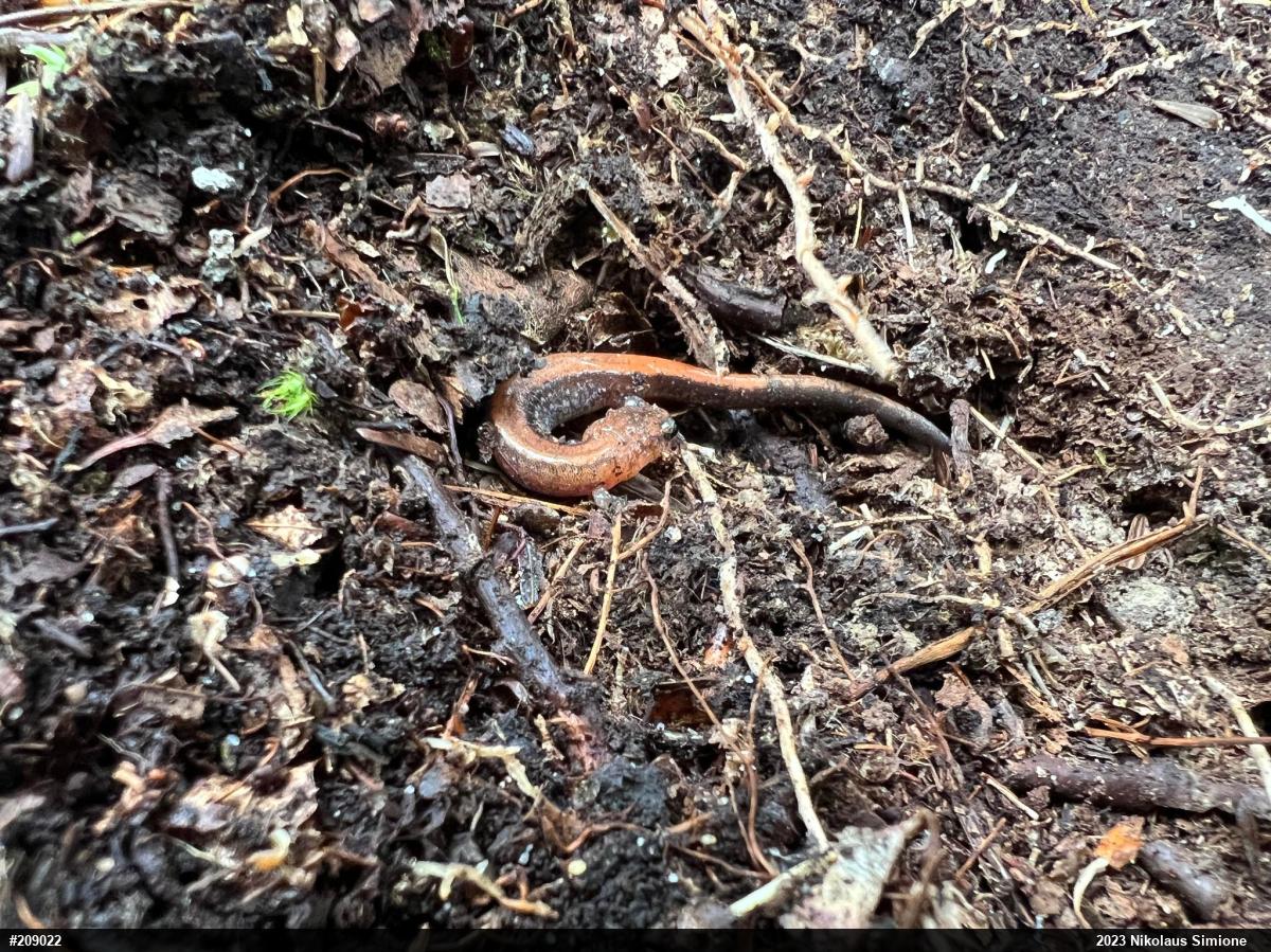 Eastern Red-backed  Salamander
