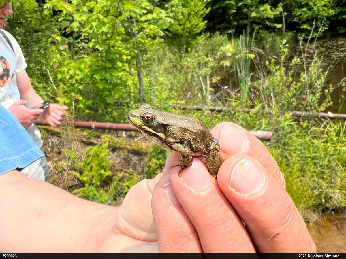 Green Frog