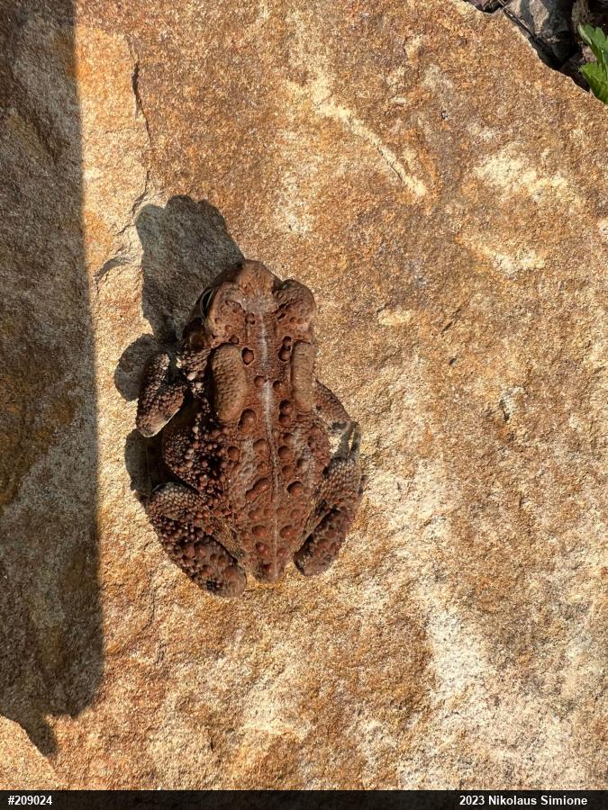 Eastern American Toad