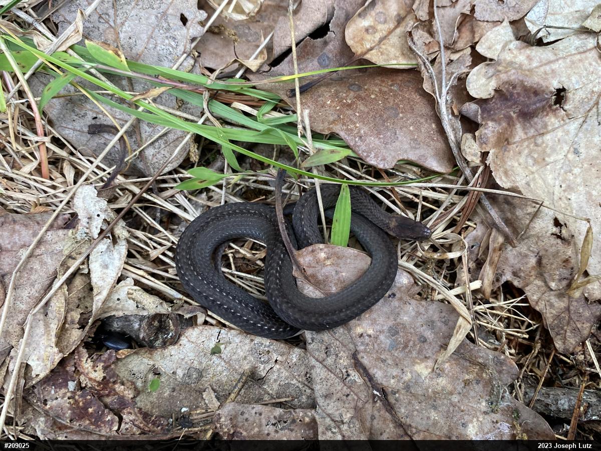 Red-bellied Snake