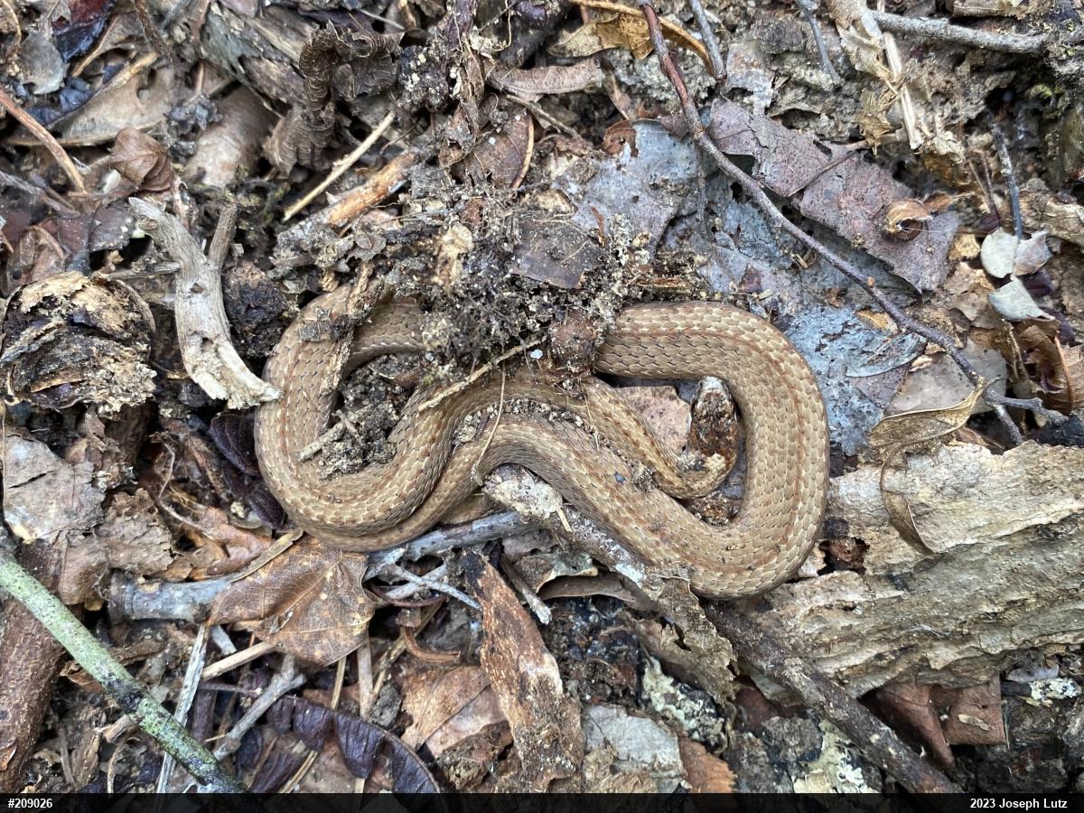 Red-bellied Snake