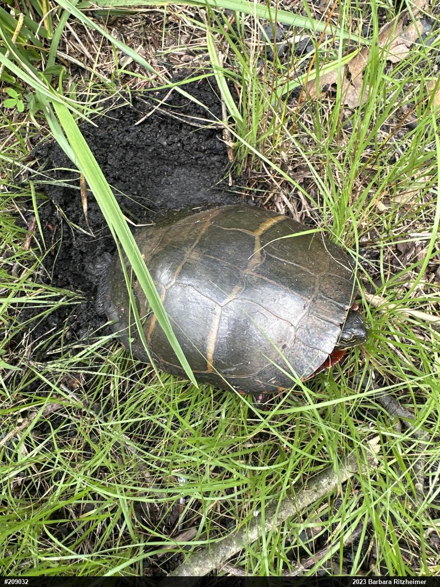 Painted Turtle