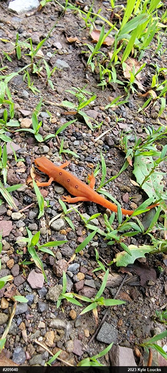 Red-spotted Newt