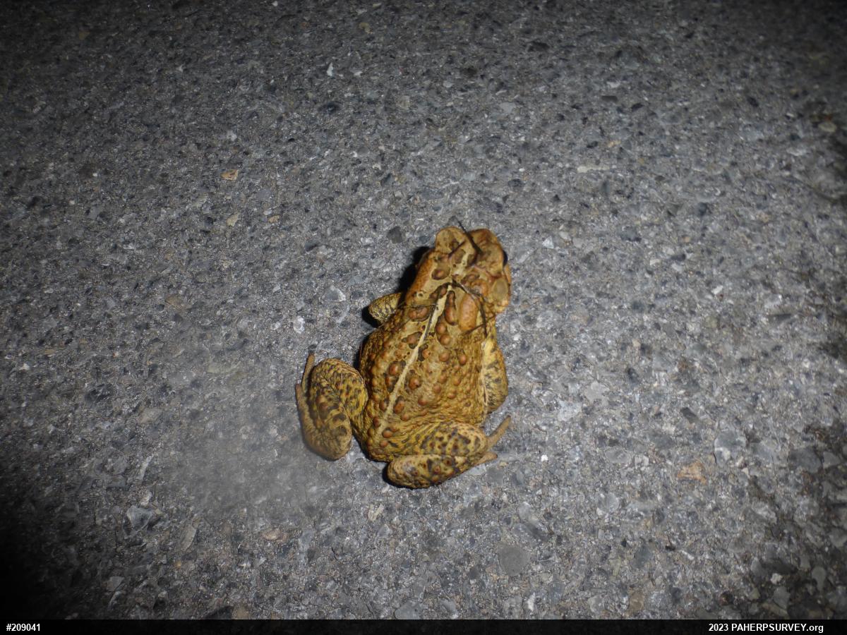 Eastern American Toad