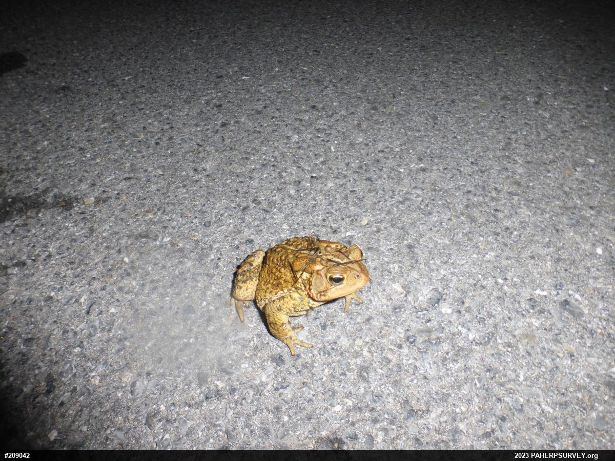 Eastern American Toad