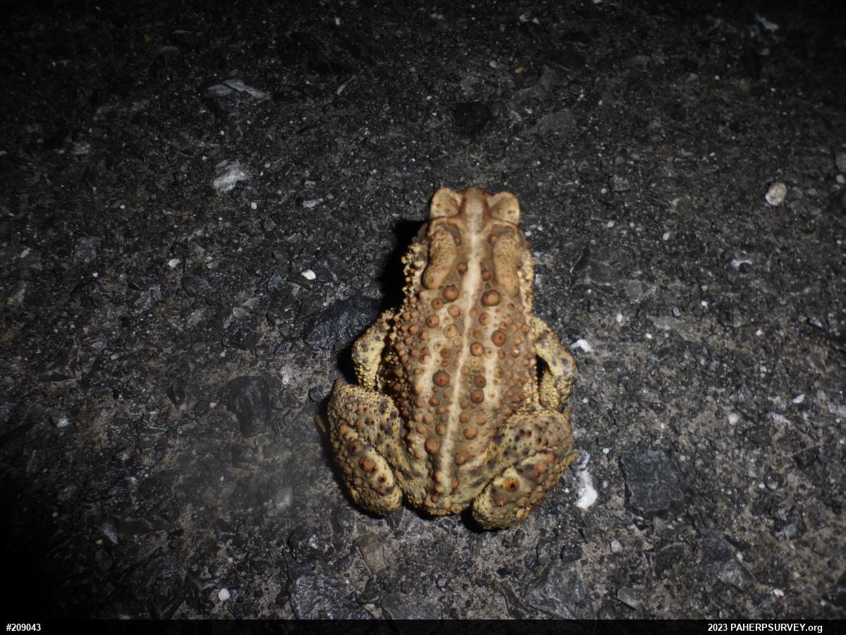 Eastern American Toad