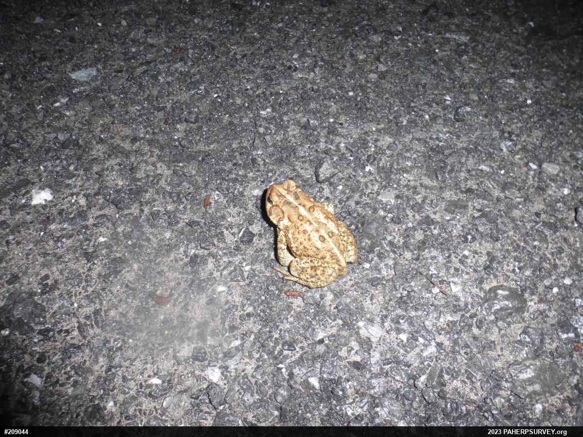 Eastern American Toad