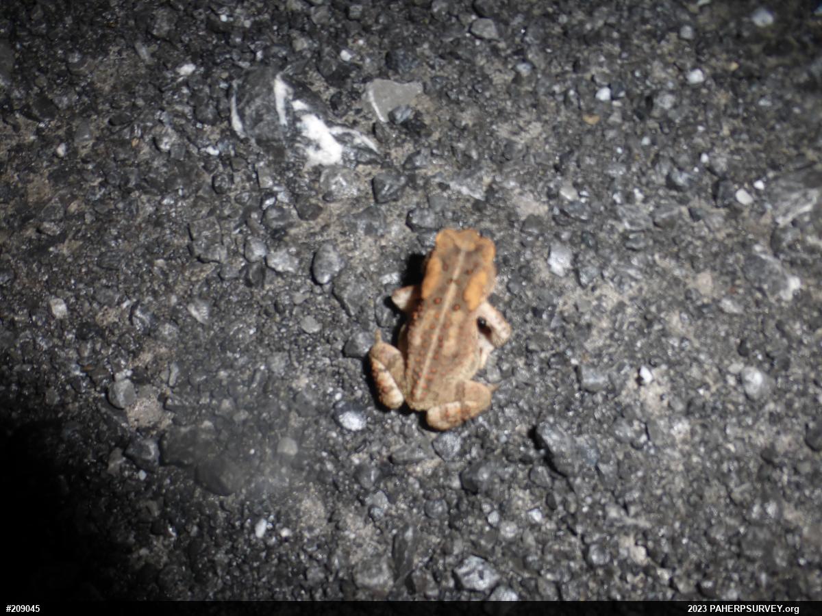 Eastern American Toad