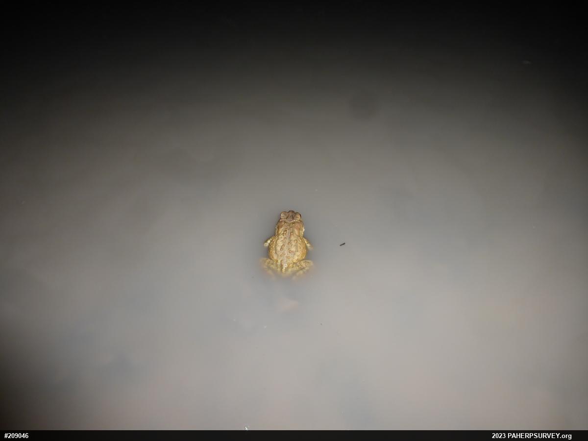 Eastern American Toad