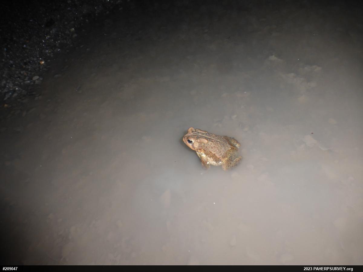 Eastern American Toad