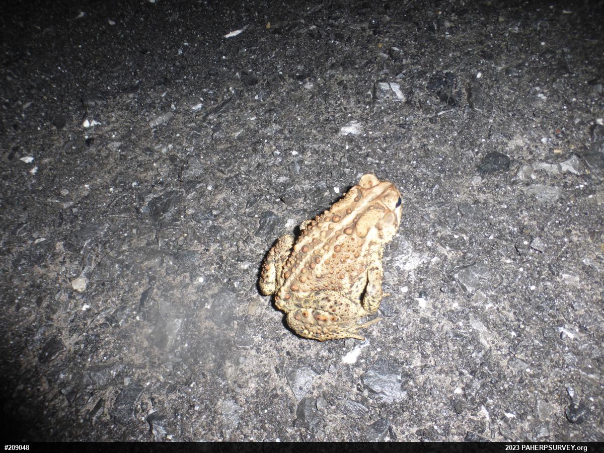 Eastern American Toad