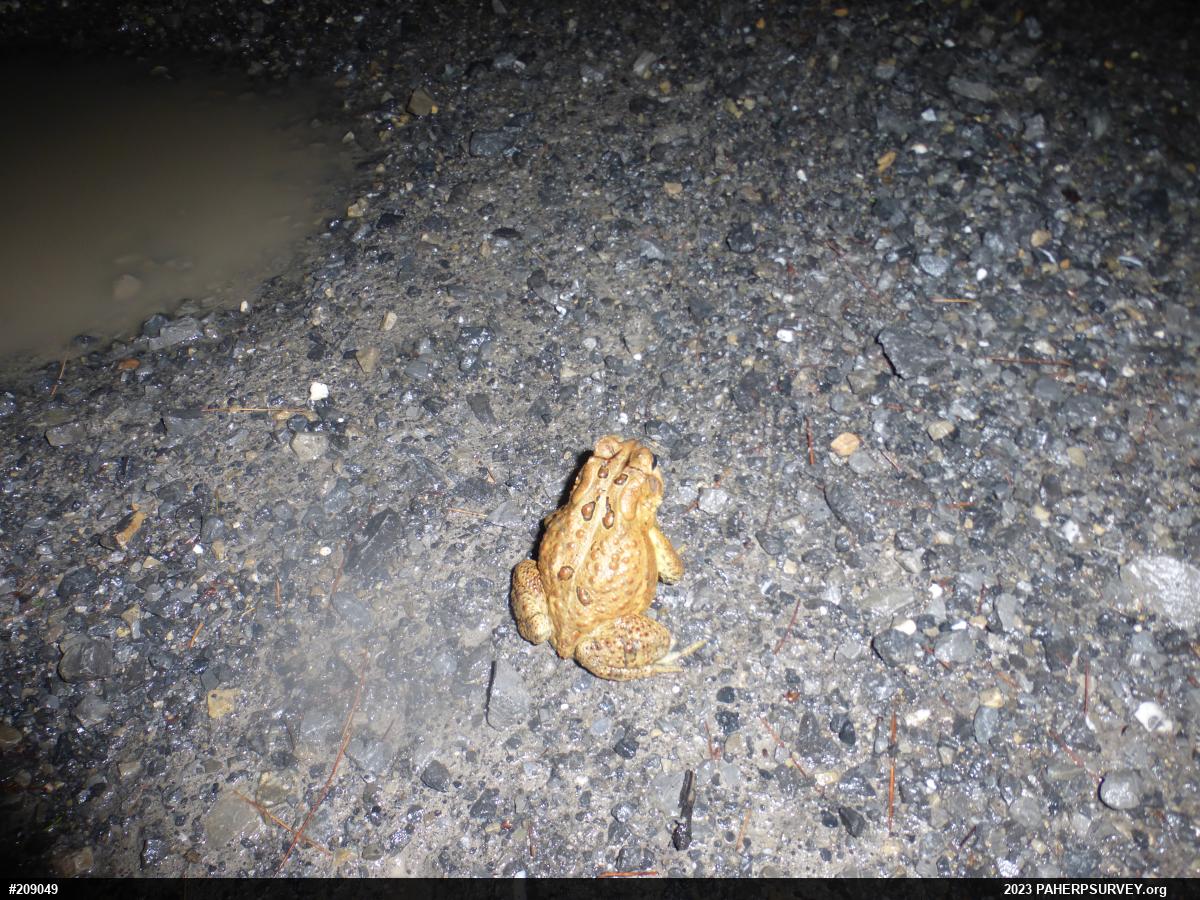 Eastern American Toad