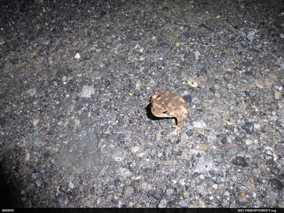 Eastern American Toad