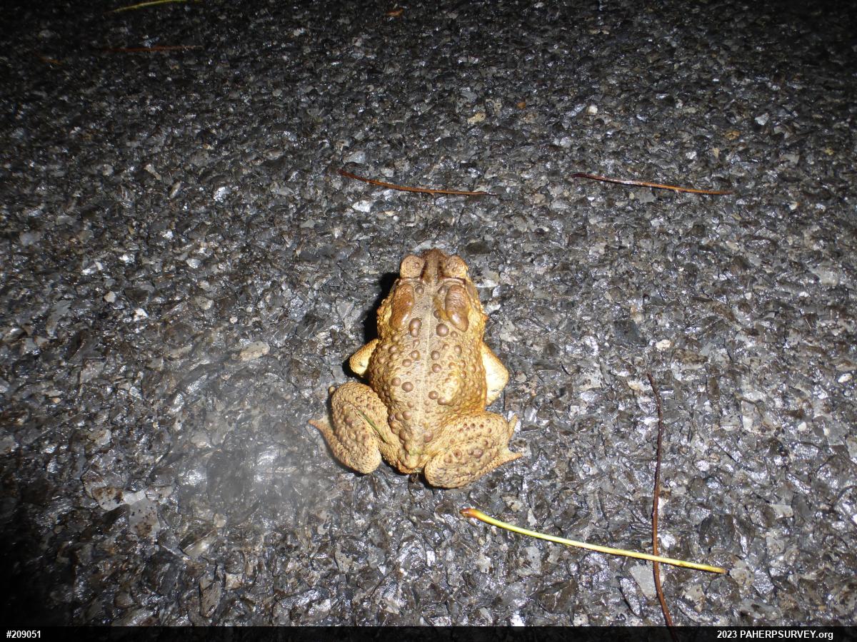 Eastern American Toad