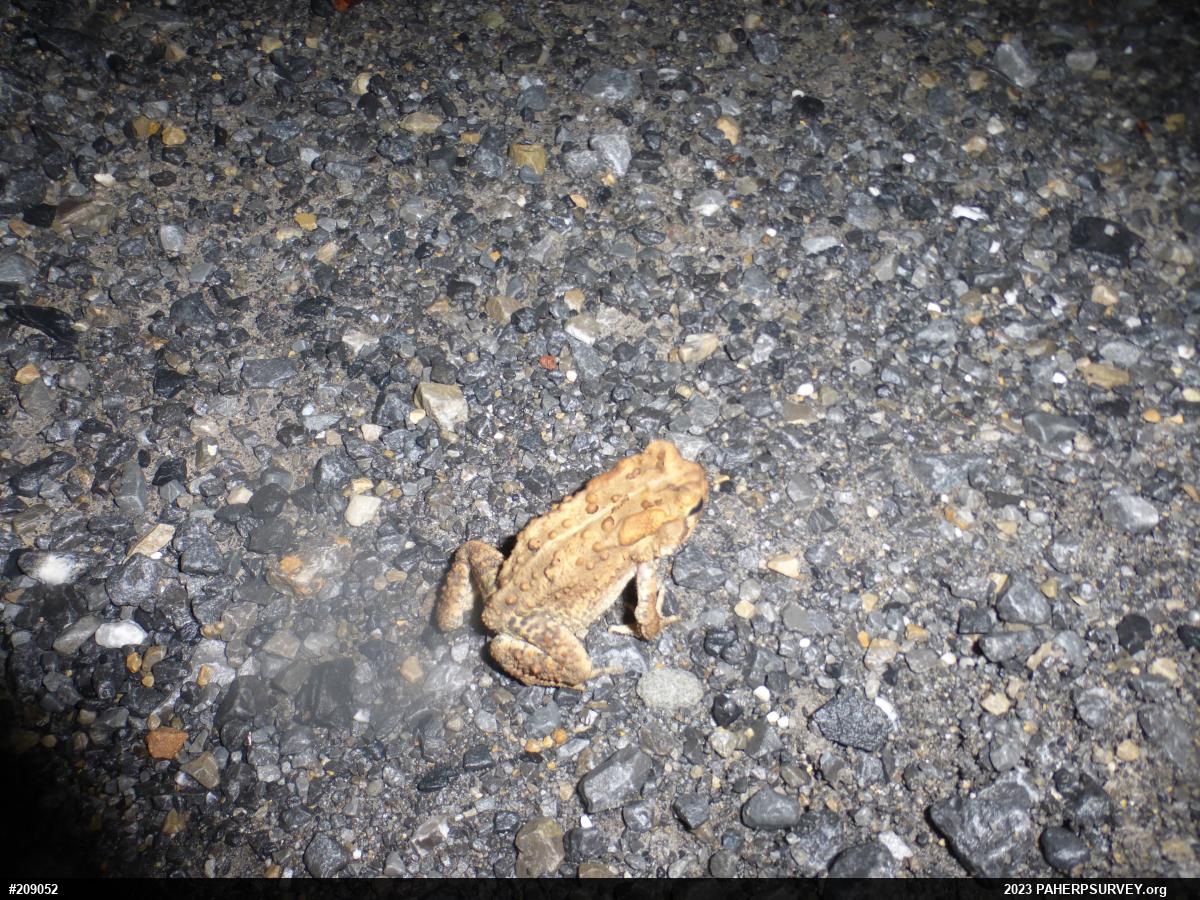 Eastern American Toad
