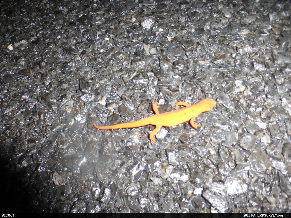 Red-spotted Newt