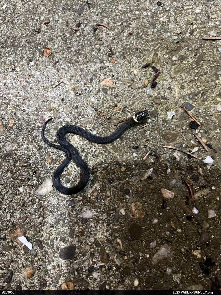 Northern Ring-necked Snake