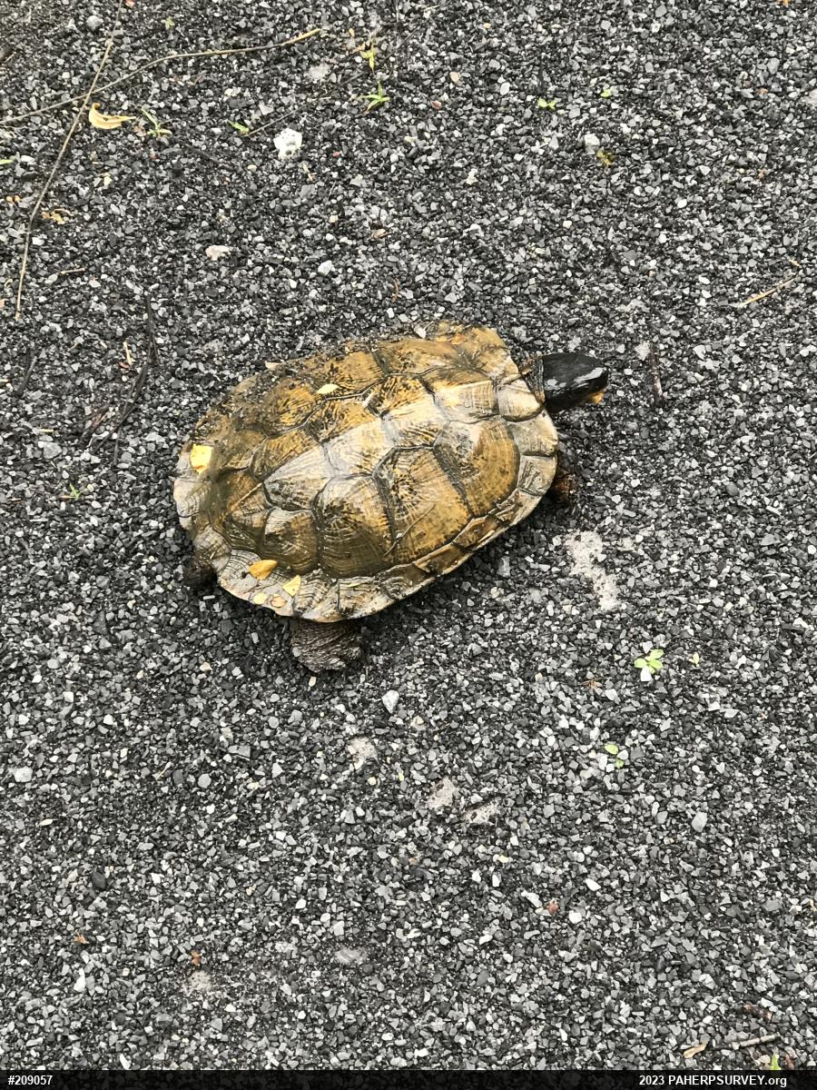 Wood Turtle