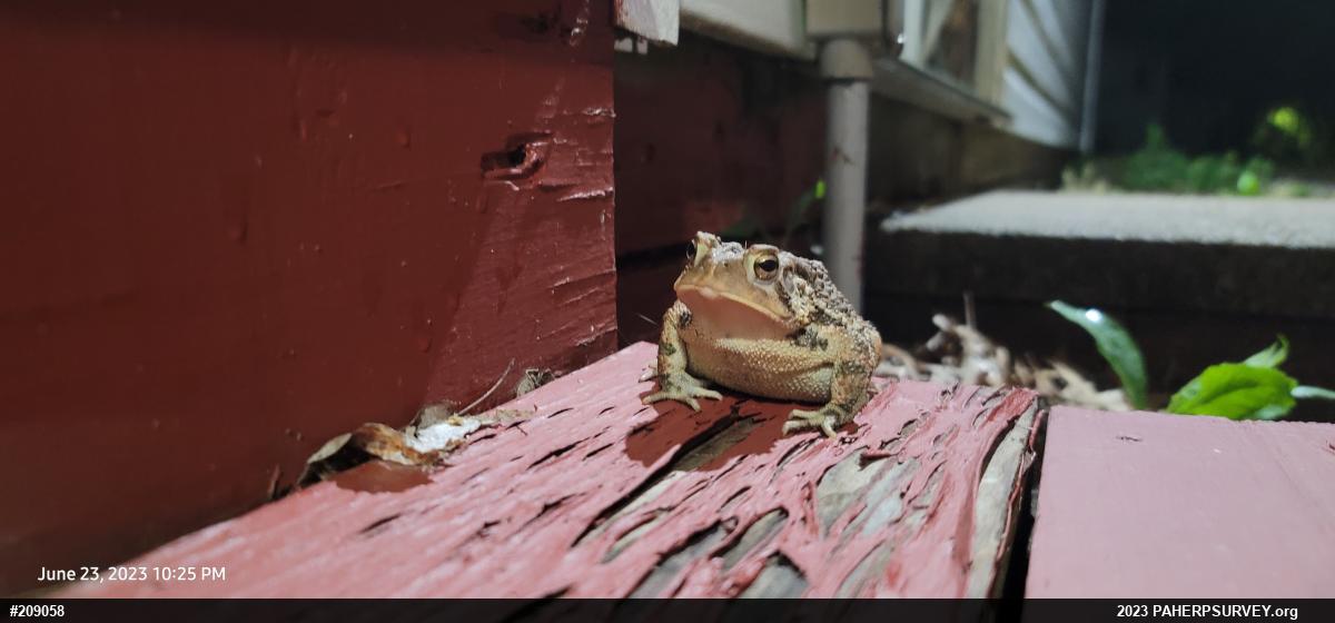 Eastern American Toad