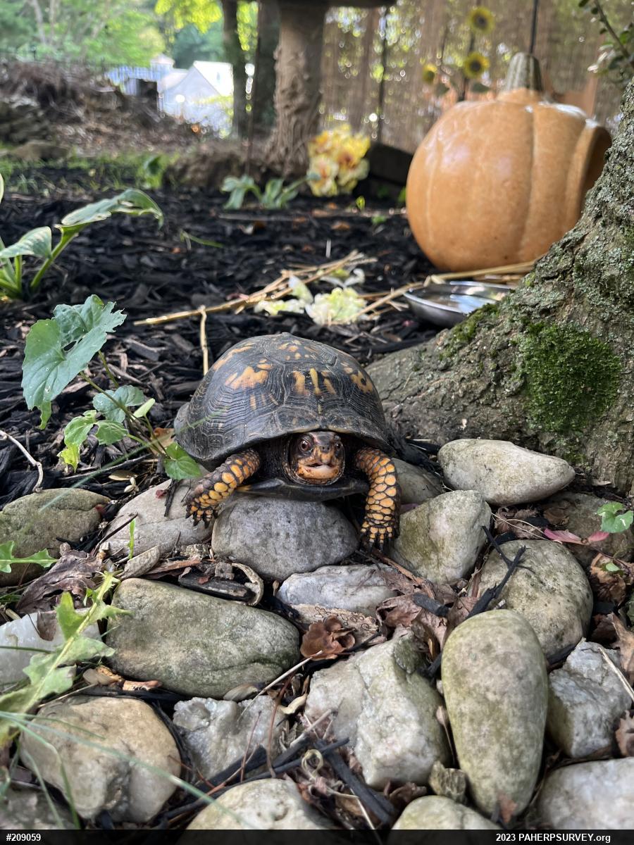 Eastern Box Turtle