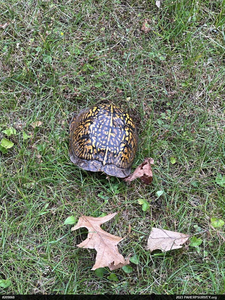 Eastern Box Turtle