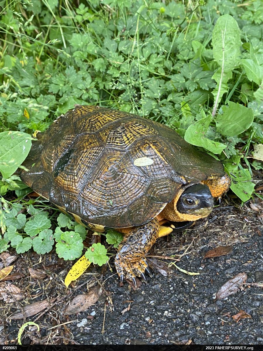 Wood Turtle