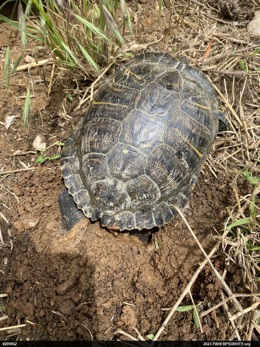 Pond Slider