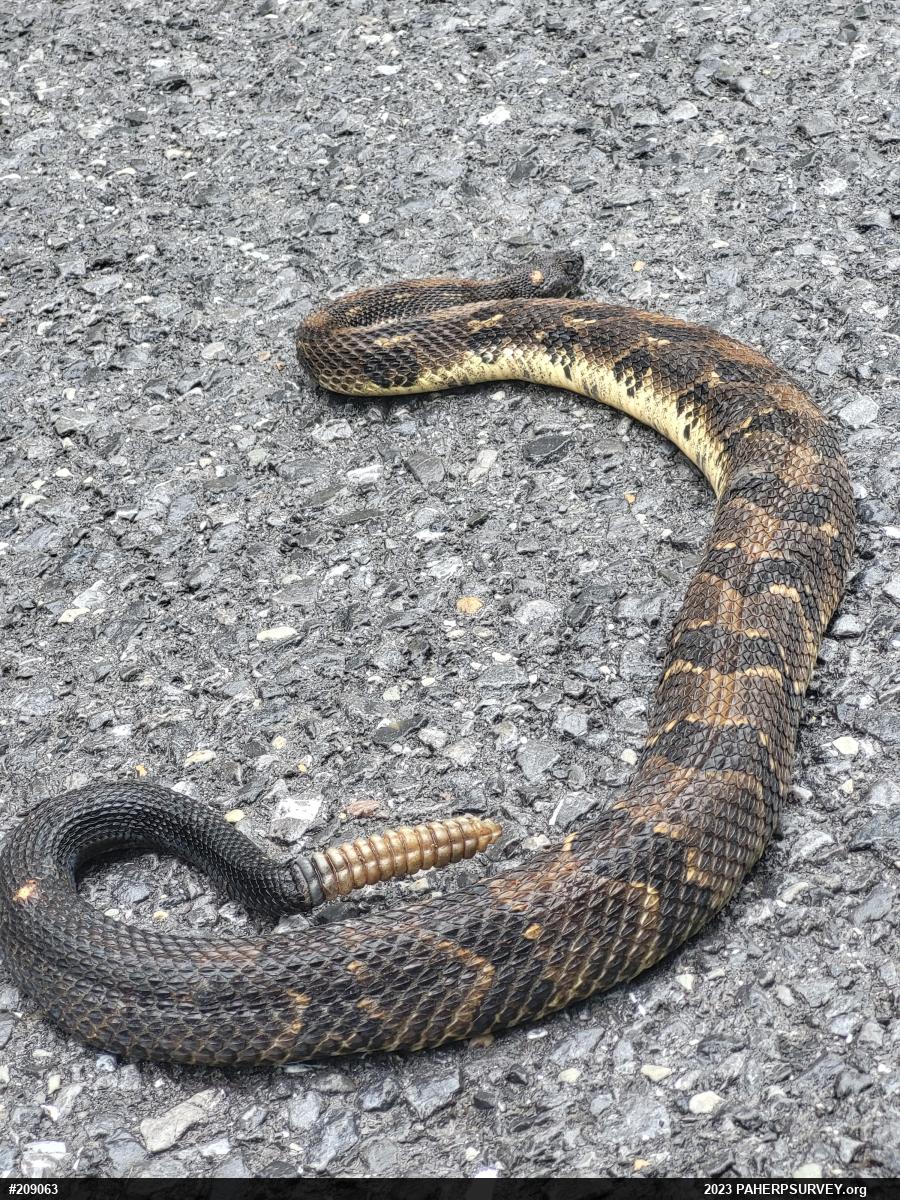 Timber Rattlesnake