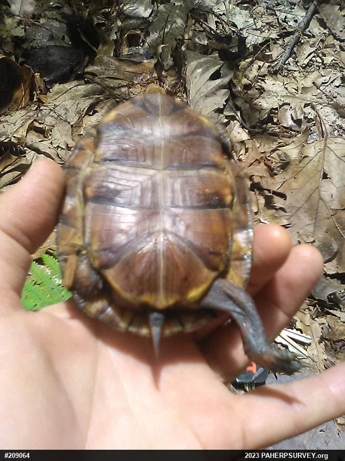 Eastern Box Turtle
