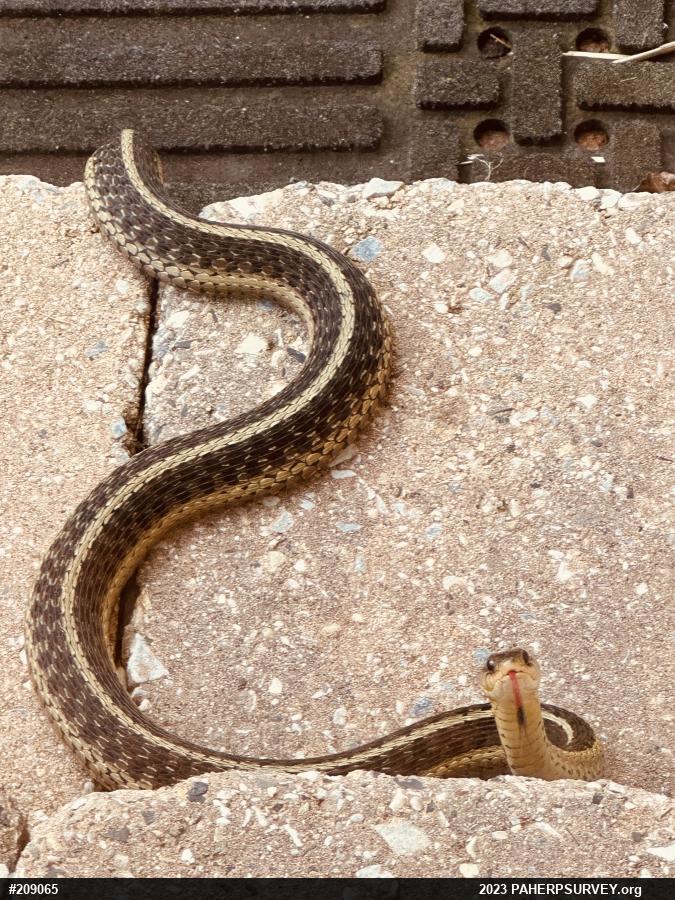 Eastern Gartersnake