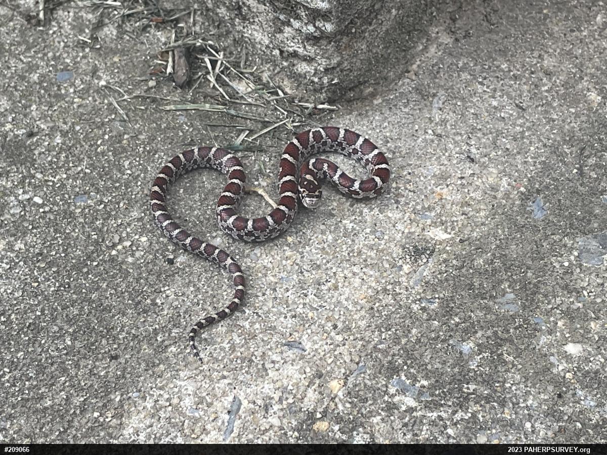Eastern Milksnake