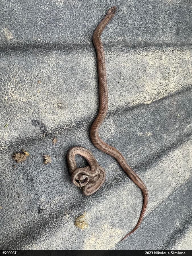 Dekay's Brownsnake