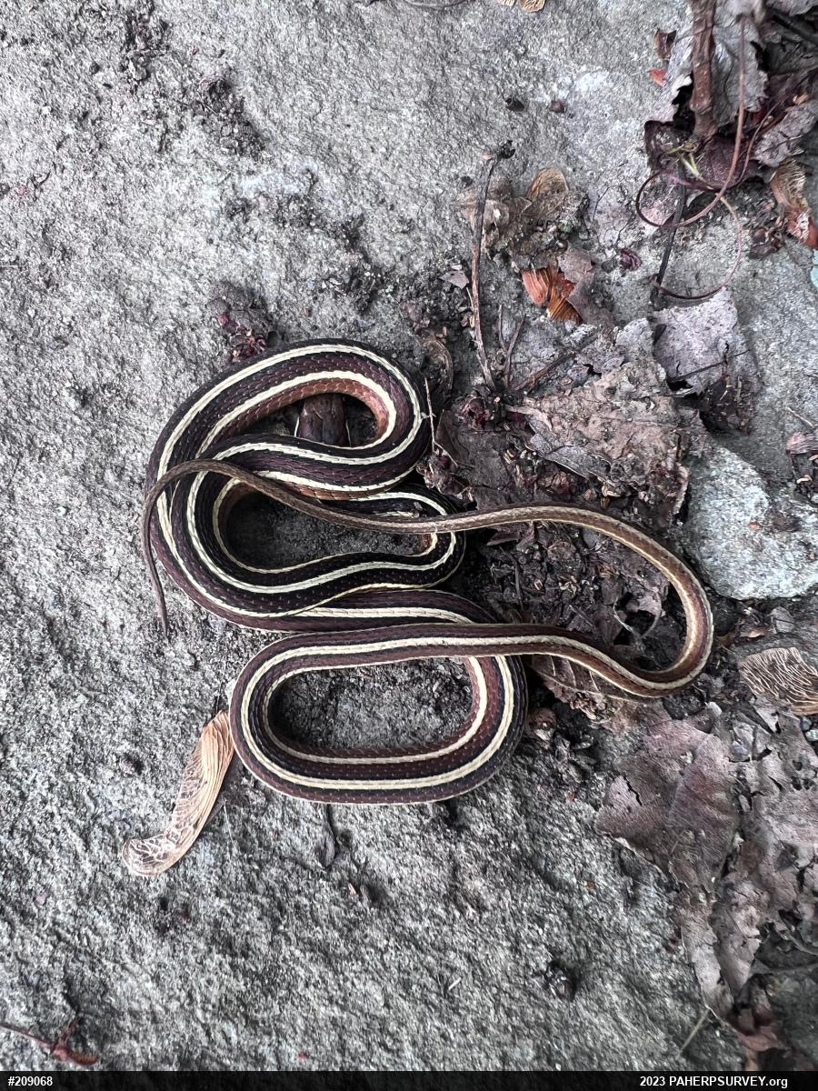 Eastern Ribbonsnake