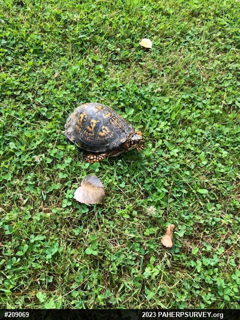 Eastern Box Turtle