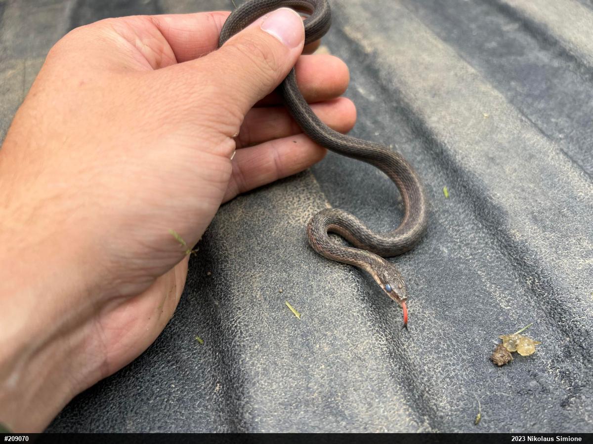 Eastern Gartersnake