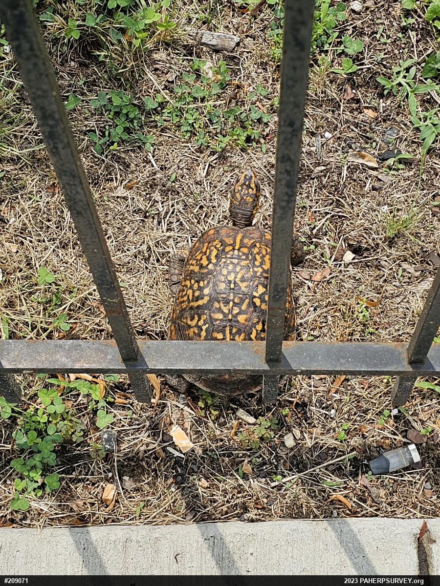 Eastern Box Turtle