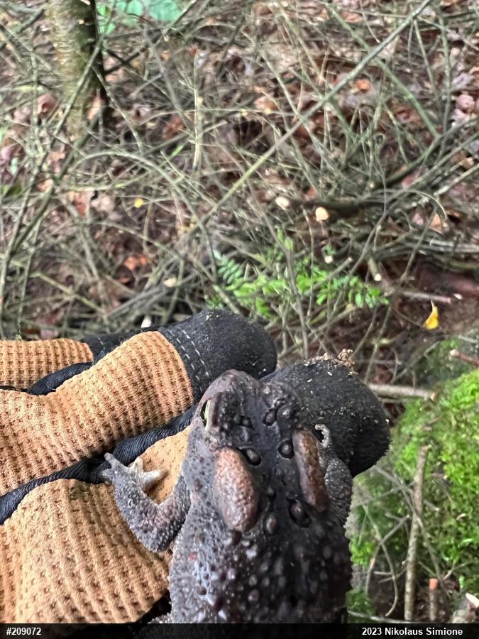 Eastern American Toad