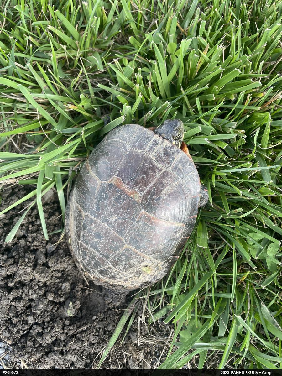 Painted Turtle