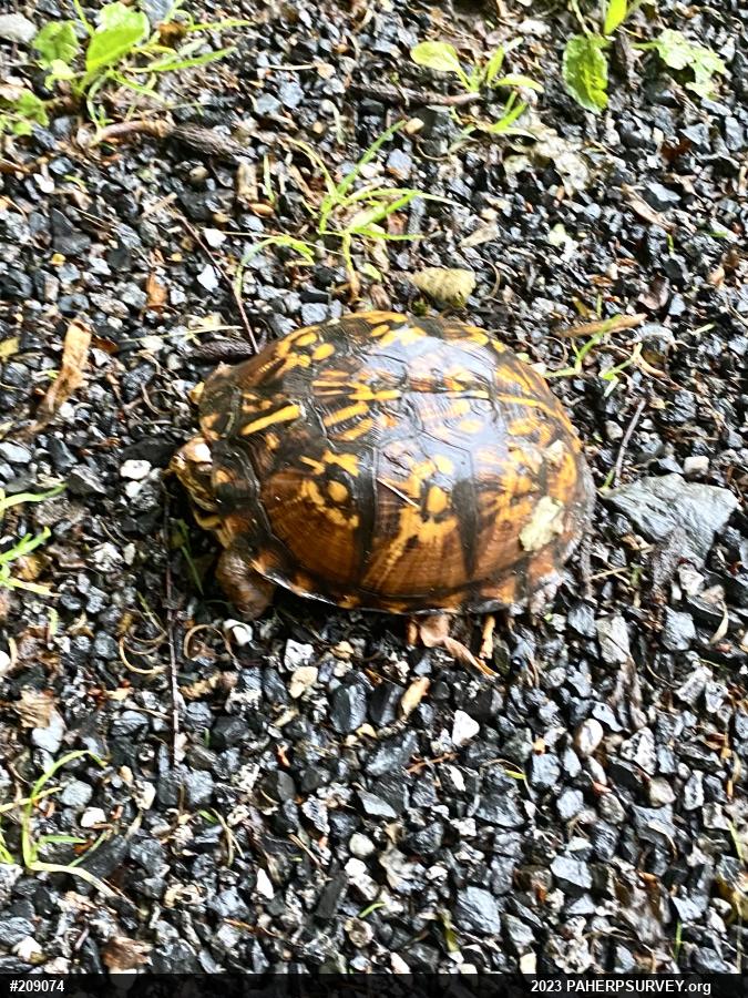 Eastern Box Turtle