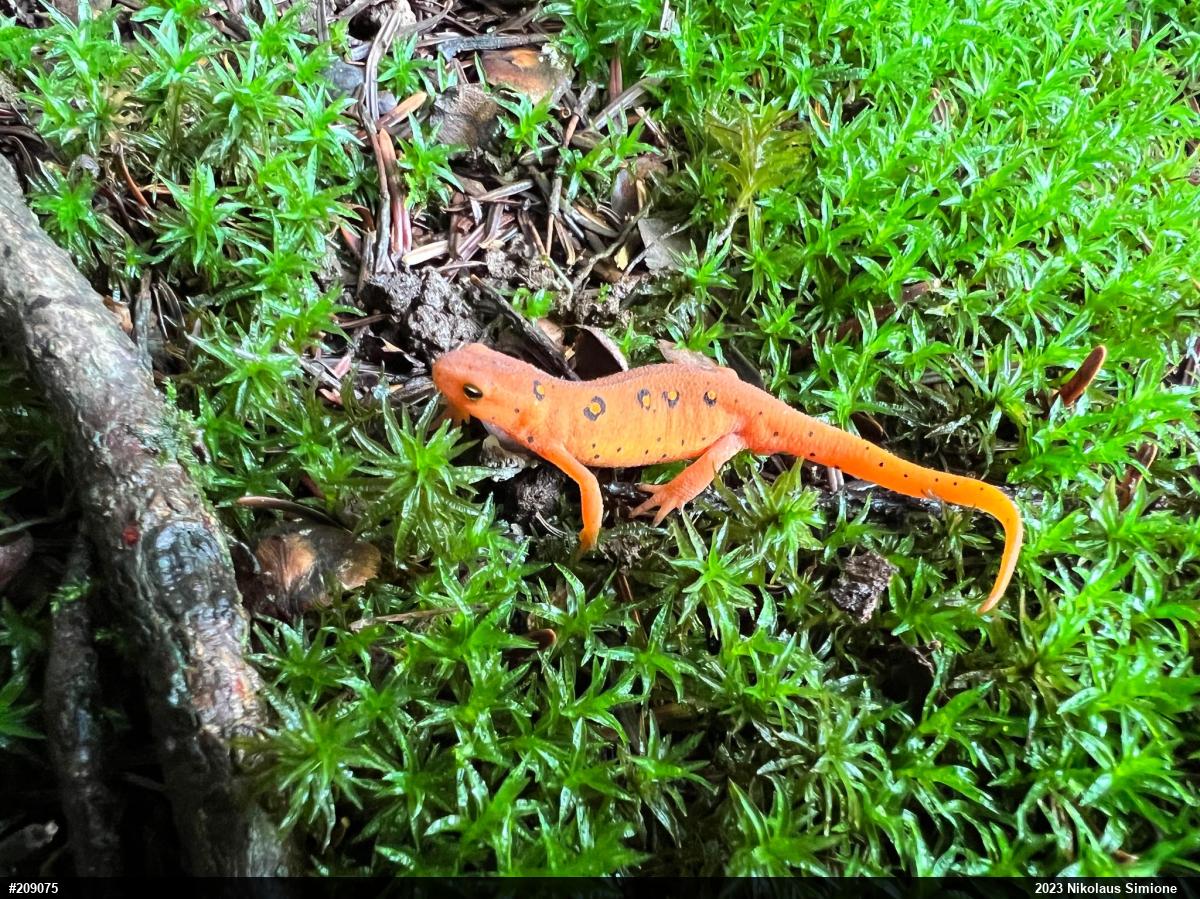 Red-spotted Newt