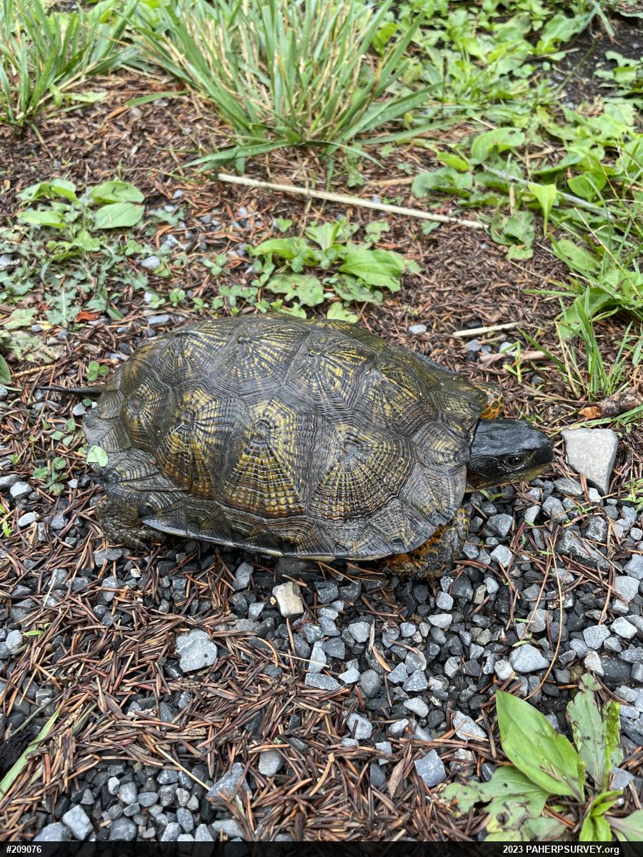 Wood Turtle