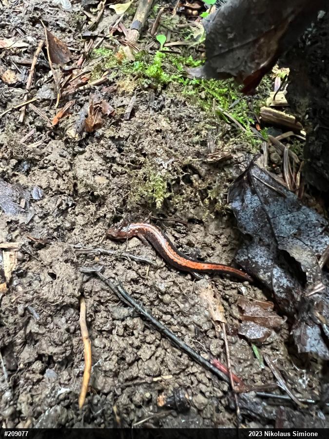 Eastern Red-backed  Salamander