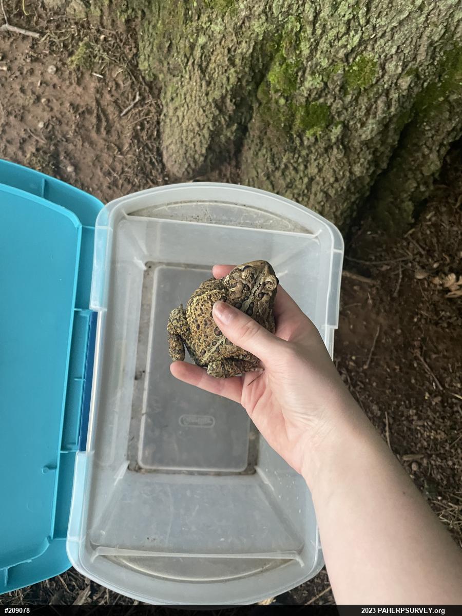 Eastern American Toad