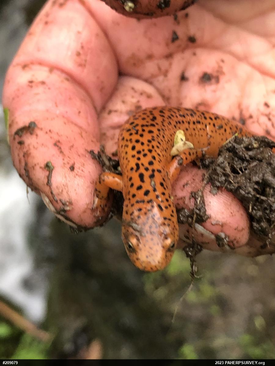 Northern Red Salamander