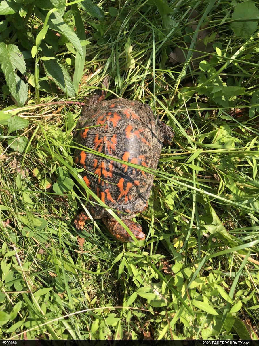 Eastern Box Turtle
