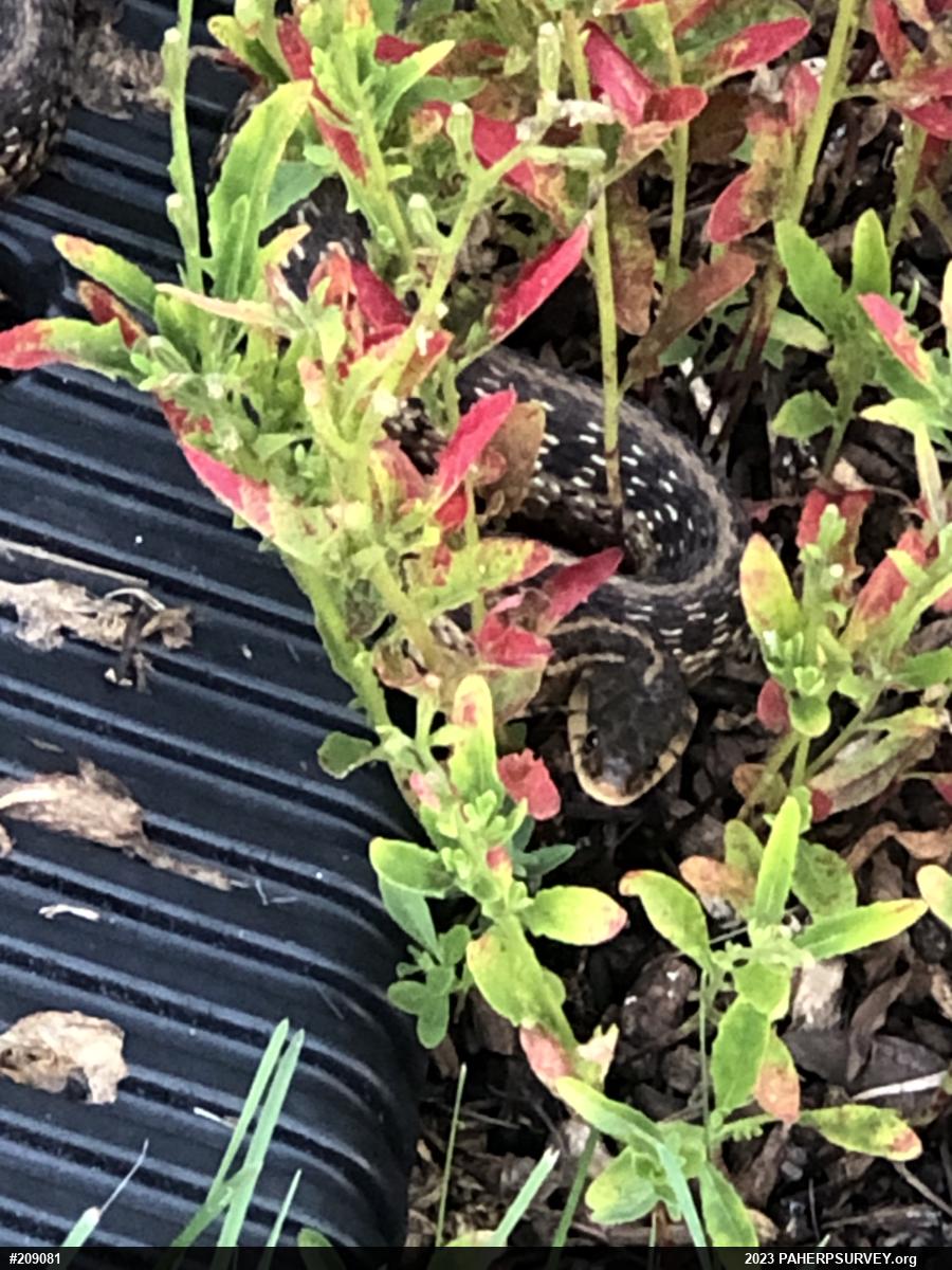 Eastern Gartersnake